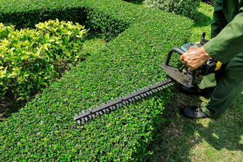 hedge trimming